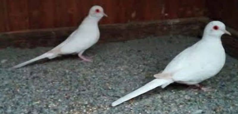 Snow  White  Dove  Pairs  For  Sale   سنو  وائٹ  ڈوو 3