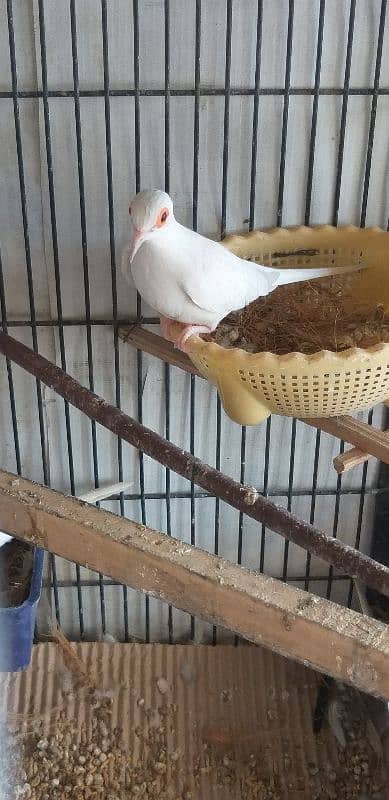 Snow  White  Dove  Pairs  For  Sale   سنو  وائٹ  ڈوو 5