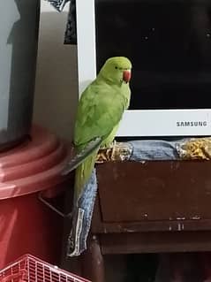 Green parrot