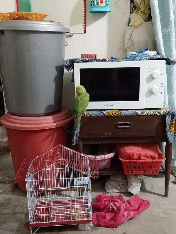 Green parrot 4