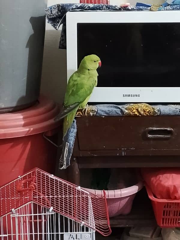 Green parrot 5