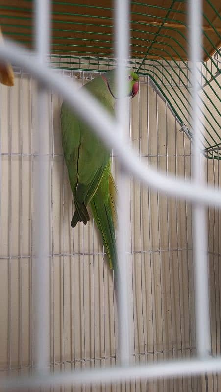 Ringneck Parrot, white red eyes finches and Albino black eyes 0