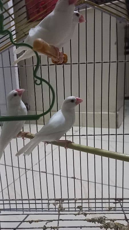 Ringneck Parrot, white red eyes finches and Albino black eyes 2