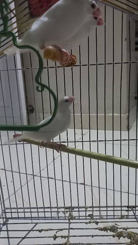 Ringneck Parrot, white red eyes finches and Albino black eyes 4