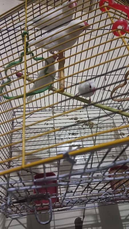 Ringneck Parrot, white red eyes finches and Albino black eyes 5