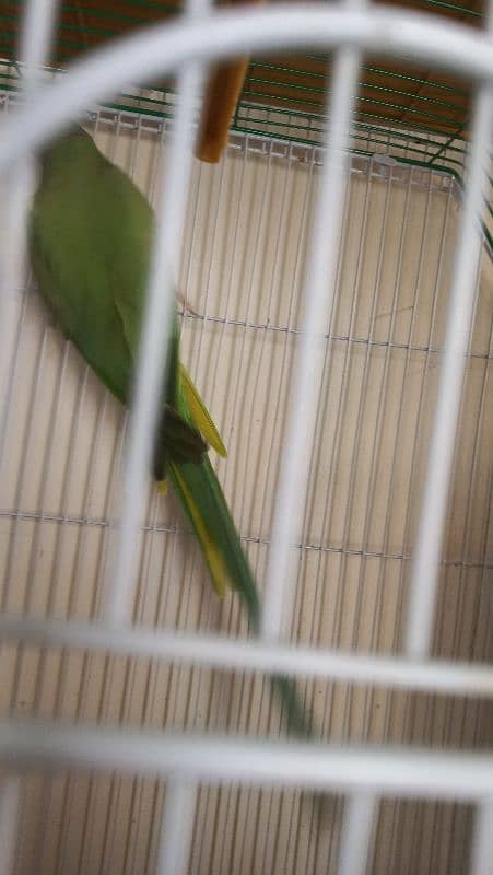 Ringneck Parrot, white red eyes finches and Albino black eyes 6