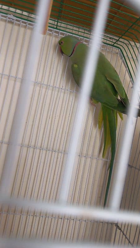 Ringneck Parrot, white red eyes finches and Albino black eyes 7