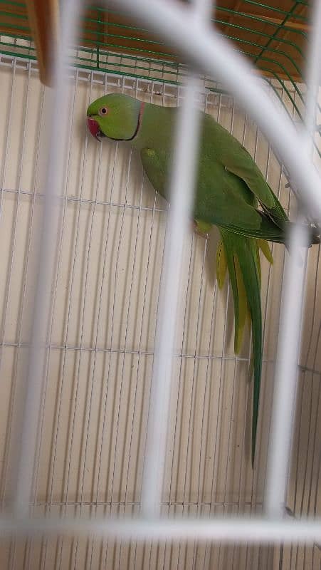 Ringneck Parrot, white red eyes finches and Albino black eyes 8