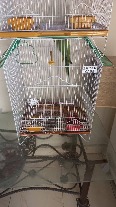 Ringneck Parrot, white red eyes finches and Albino black eyes 9