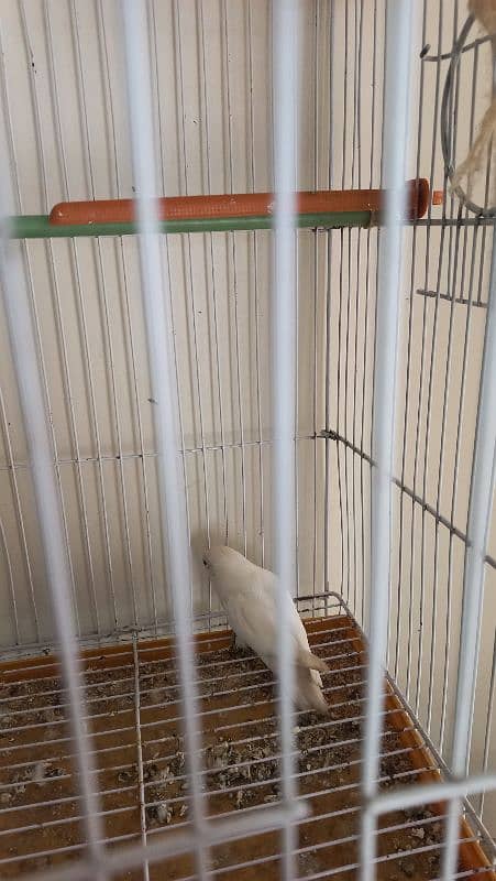 Ringneck Parrot, white red eyes finches and Albino black eyes 12