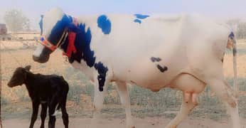 American Cow/Frizan/Impoted/jearsy/Cow/Gaee/Gae/18 kg/litter/گائے