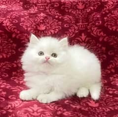 Persian kittens