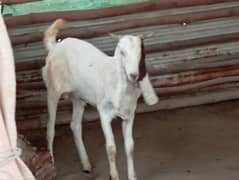 gulabi cross Jori Rashid cattle farm