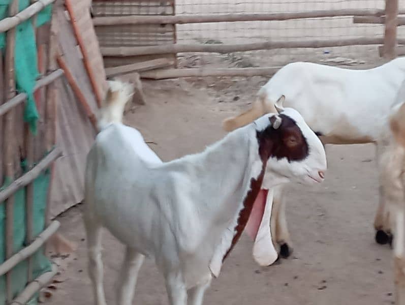 gulabi cross Jori Rashid cattle farm 8 months 2