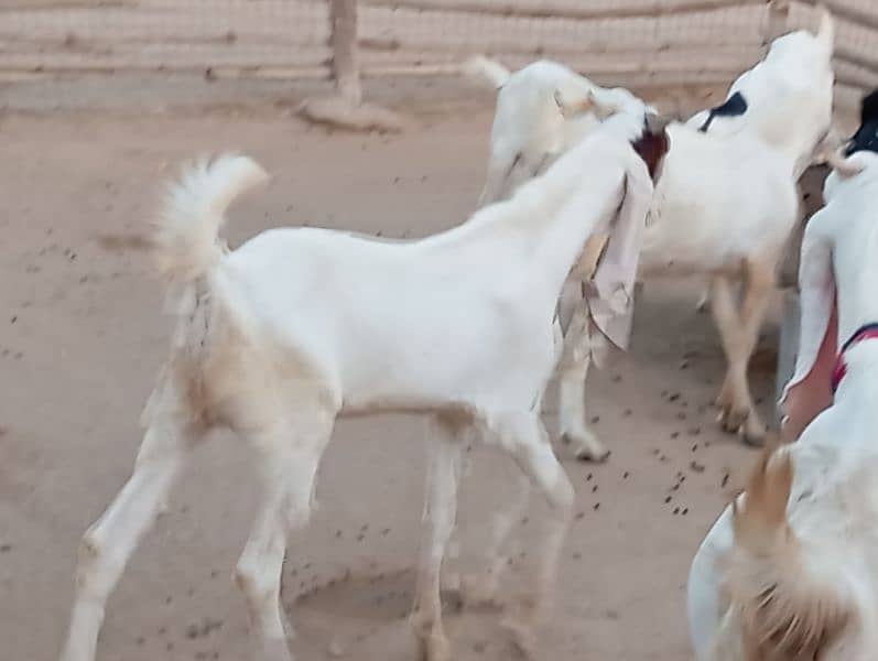 gulabi cross Jori Rashid cattle farm 8 months 3