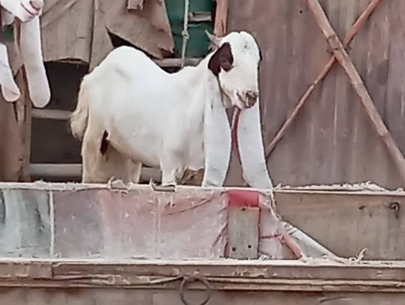 gulabi cross Jori Rashid cattle farm 8 months 4