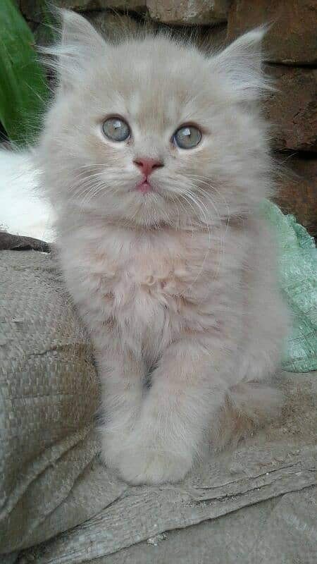 pure Persian punch face triple coated white blue eyes pair   kittens 3