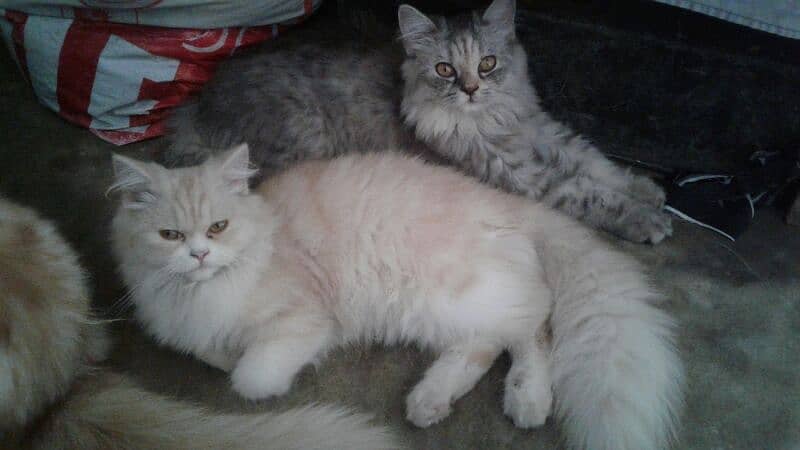 pure Persian punch face triple coated white blue eyes pair   kittens 5