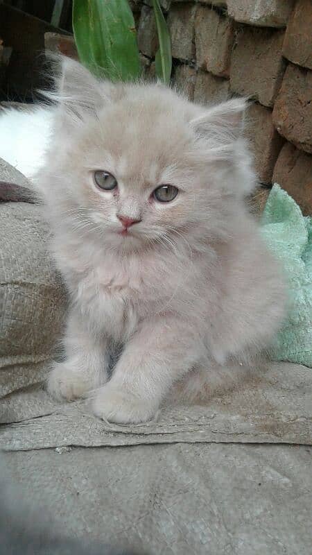 pure Persian punch face triple coated white blue eyes pair   kittens 6