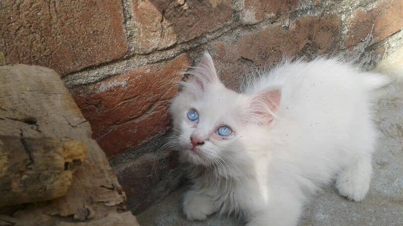 pure Persian punch face triple coated white blue eyes pair   kittens 10