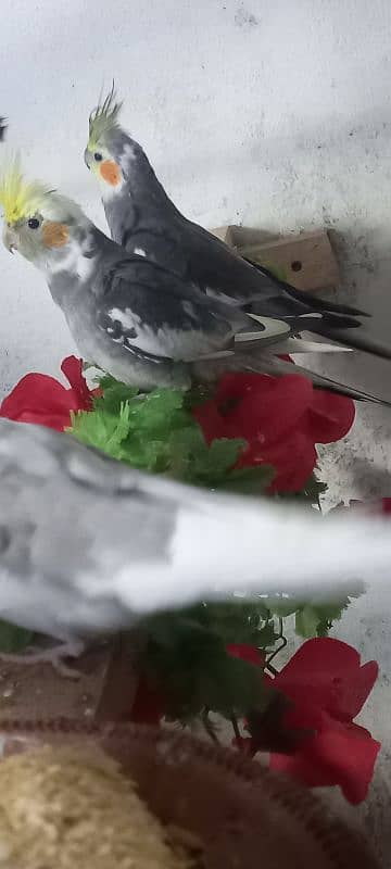 cockatiel ke 2 pairs available ha 0