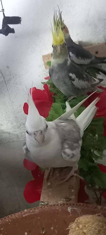 cockatiel ke 2 pairs available ha 1