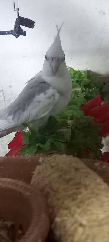 cockatiel ke 2 pairs available ha 2