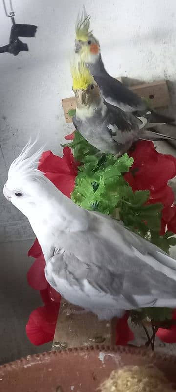 cockatiel ke 2 pairs available ha 3