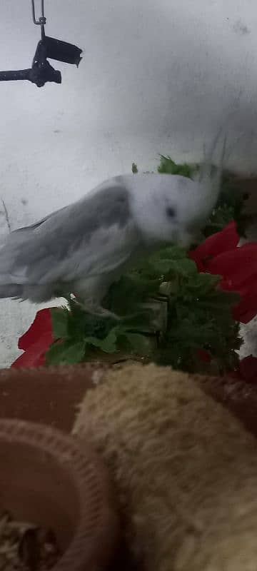 cockatiel ke 2 pairs available ha 4