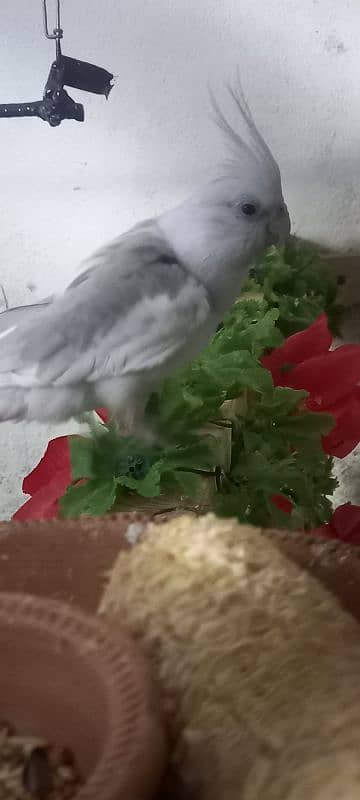 cockatiel ke 2 pairs available ha 6