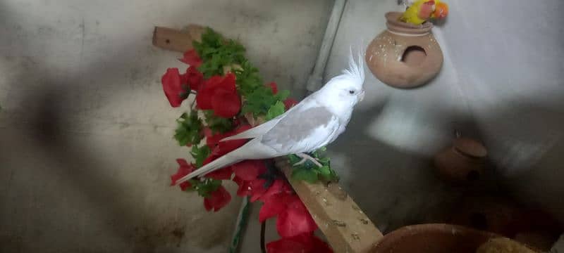 cockatiel ke 2 pairs available ha 8