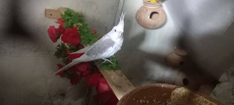 cockatiel ke 2 pairs available ha 9