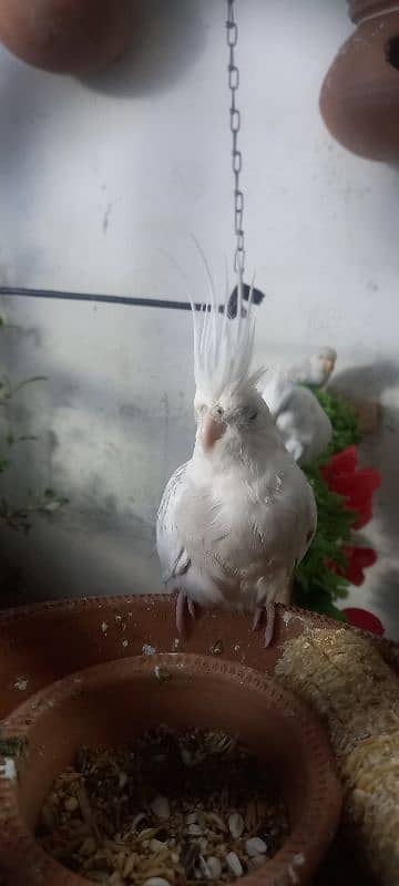 cockatiel ke 2 pairs available ha 10