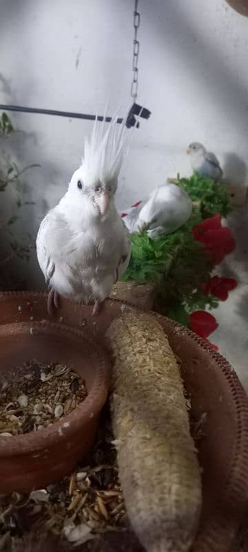 cockatiel ke 2 pairs available ha 11