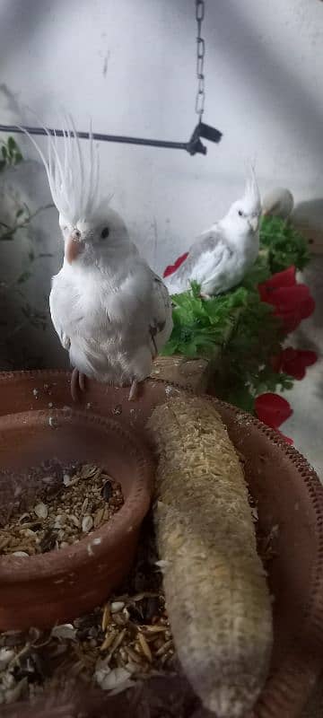 cockatiel ke 2 pairs available ha 12