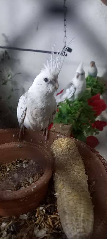 cockatiel ke 2 pairs available ha 13