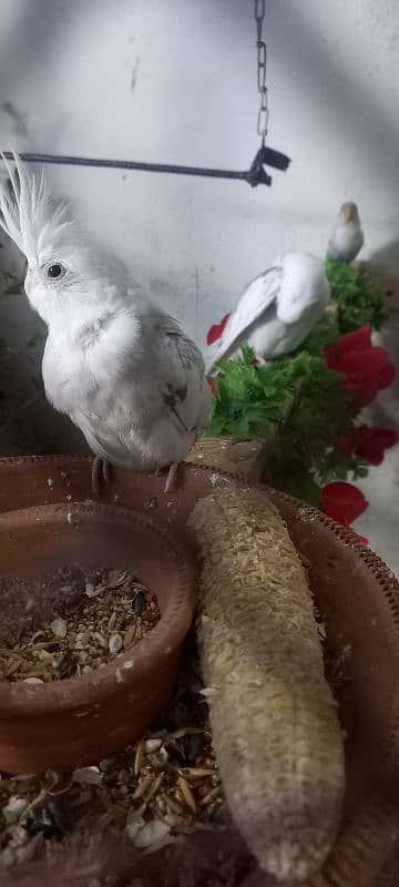 cockatiel ke 2 pairs available ha 14