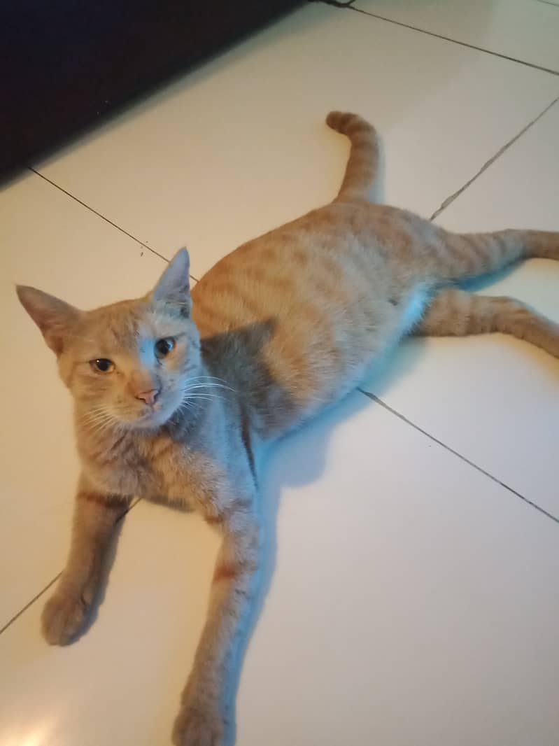 2 year old orange cat with 2 months old kitties 0