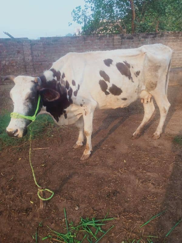 achi nasal ki cow 3