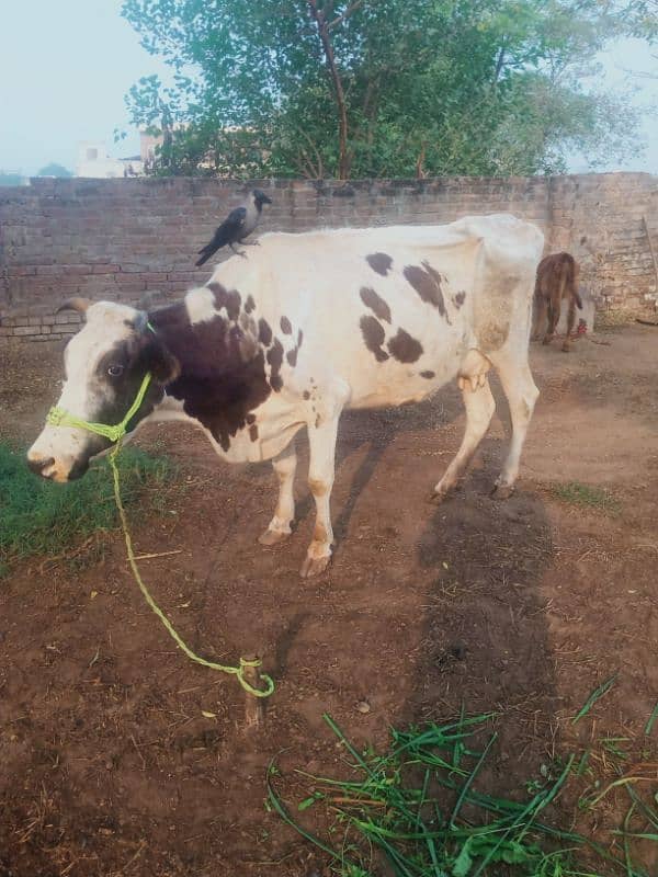 achi nasal ki cow 4