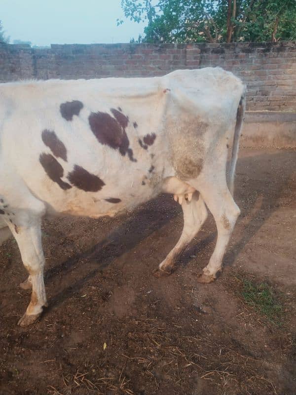 achi nasal ki cow 5