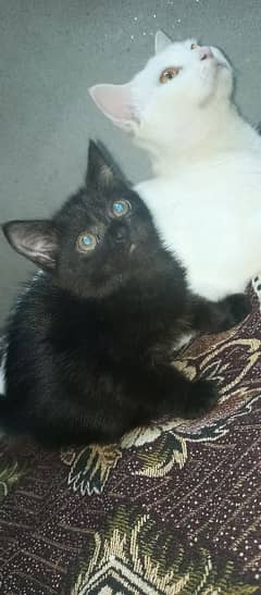 black kitten