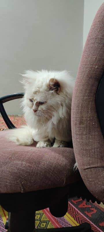 Persian Cat 3