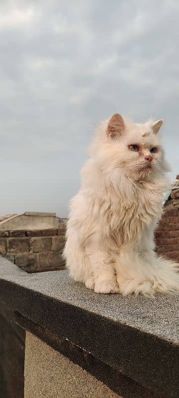 Persian Cat 4