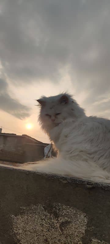 Persian Cat 5