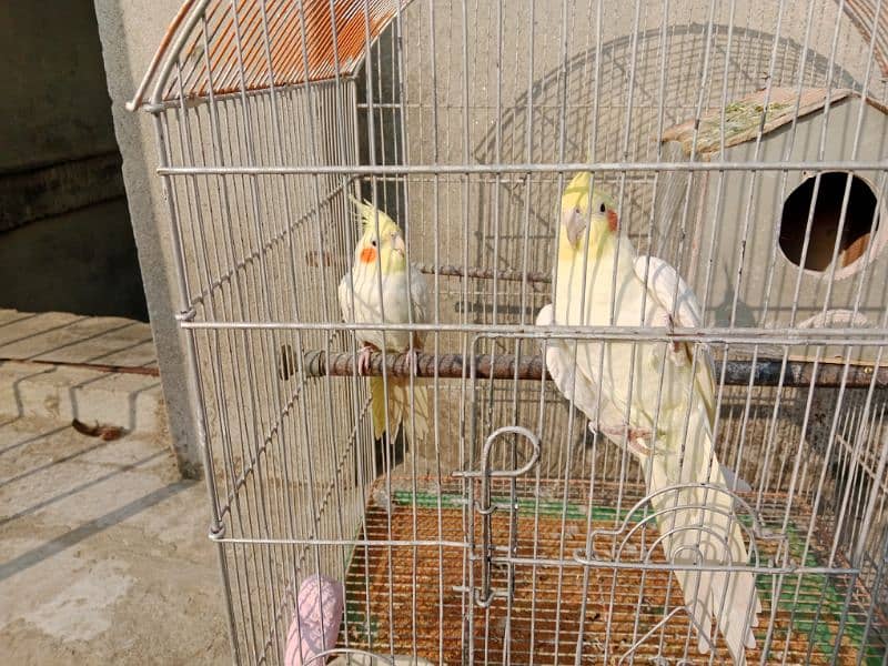 Breeder pair common white red eyes for sale 0