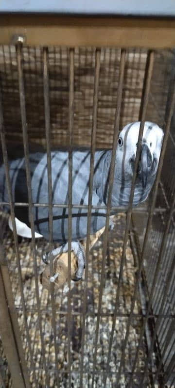 african grey healthy butifull and active parrot for sale i 3