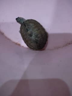 Turtle