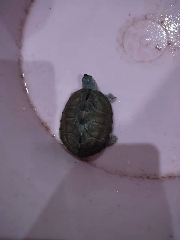 Turtle 1