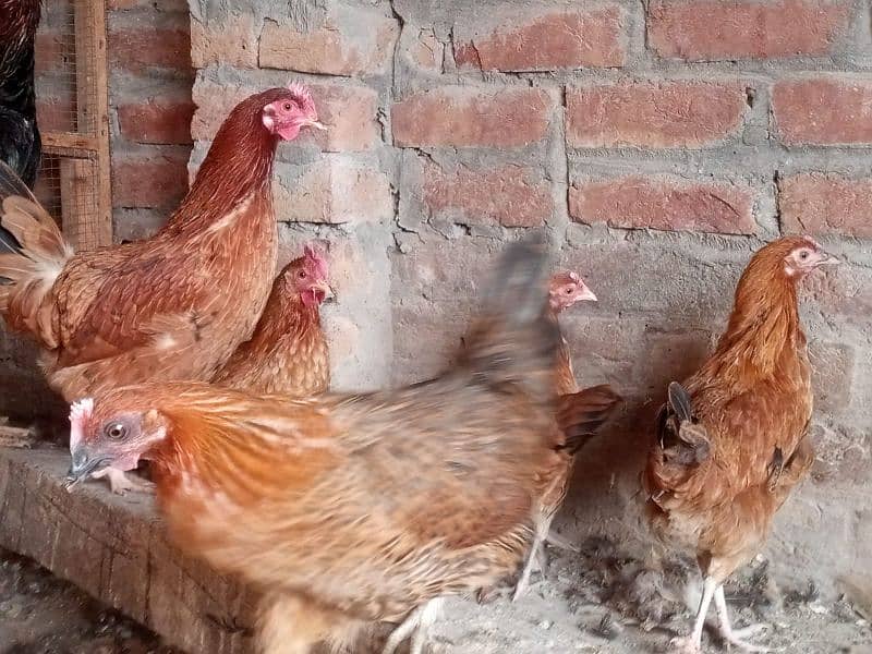 desi golden misri murgi for sale 3